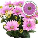 Bild von Osteospermum P12 Rosita